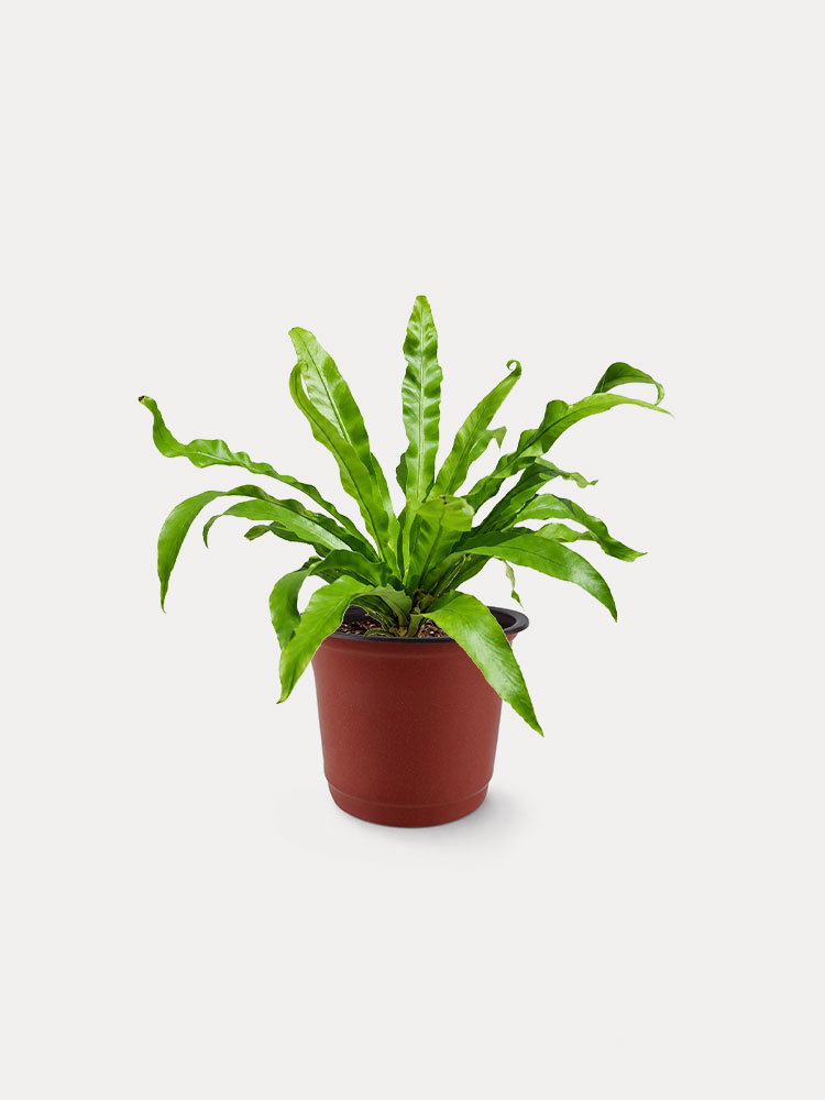 Bird Nest Fern (S)