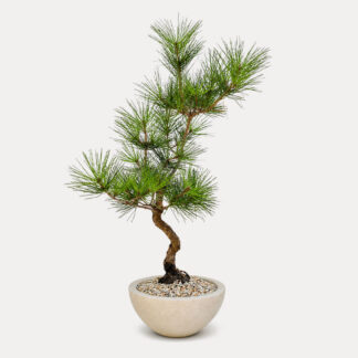 Black Pine (L)