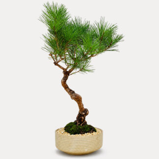 Black Pine (M)
