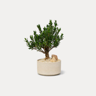 Boxwood Bonsai (S)