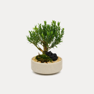 Boxwood Bonsai 2 (S)