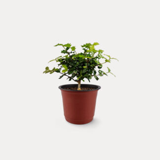 Chinese Holly (XS)