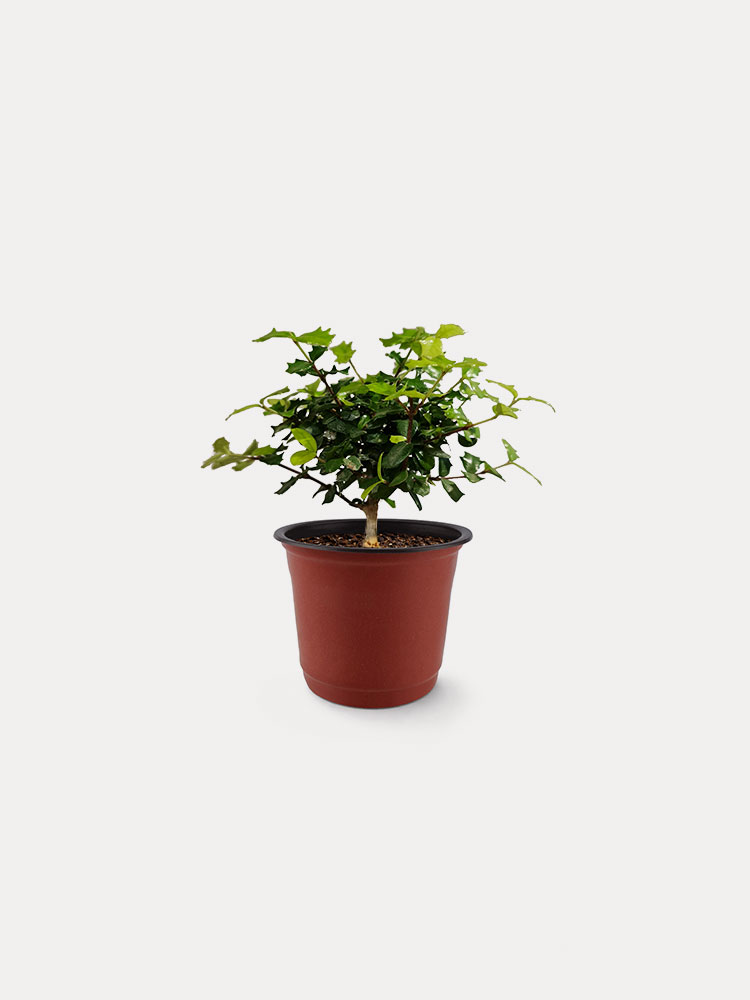 Chinese Holly (XS)