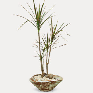 Dracaena Marginata (M)