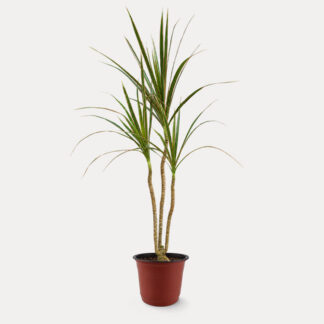 Dracaena Marginata (M)