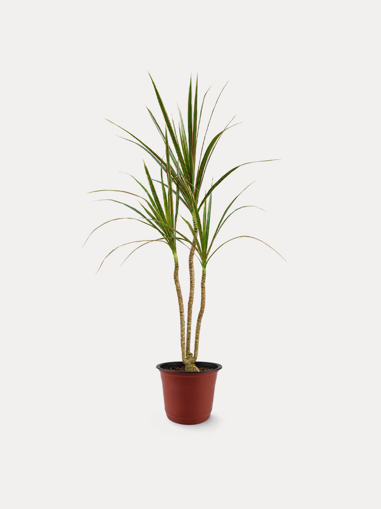 Dracaena Marginata (M)