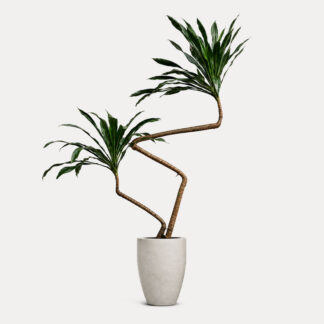 Dracaena Draco (XL)