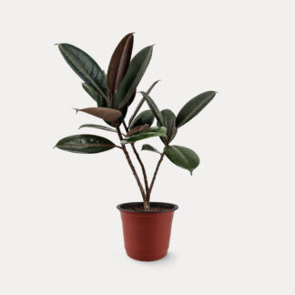 Ficus Elastica, Rubber Plant (M)