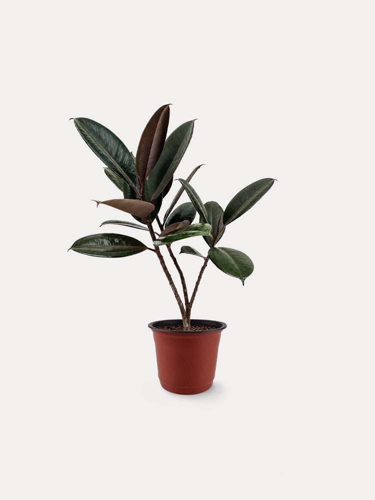 Ficus Elastica, Rubber Plant (M)
