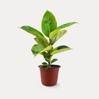 Ficus Shivereana (M)
