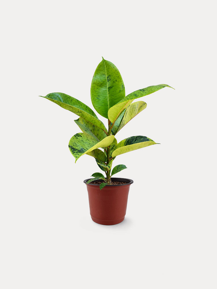 Ficus Shivereana (M)