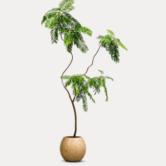 Jacaranda Mimosifolia (XL)