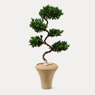 Juniperus Bonsai (S)