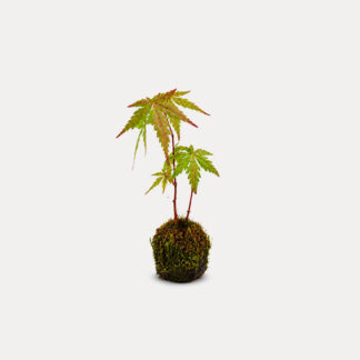 Mini Maple Kokedama (XS)