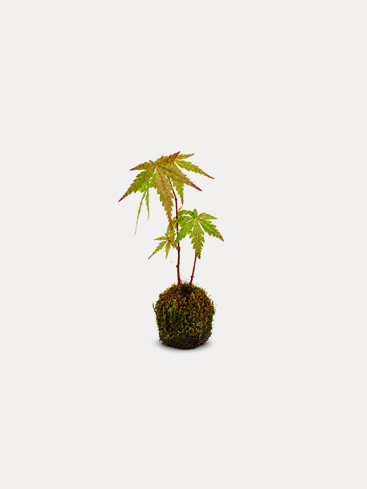 Mini Maple Kokedama (XS)