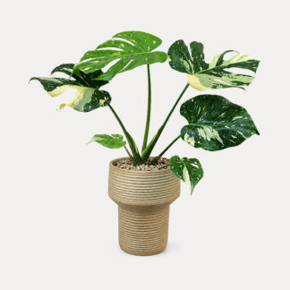 Monstera Thai Con (M)