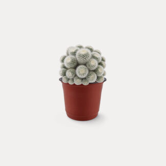 Parodia Scopa (S)