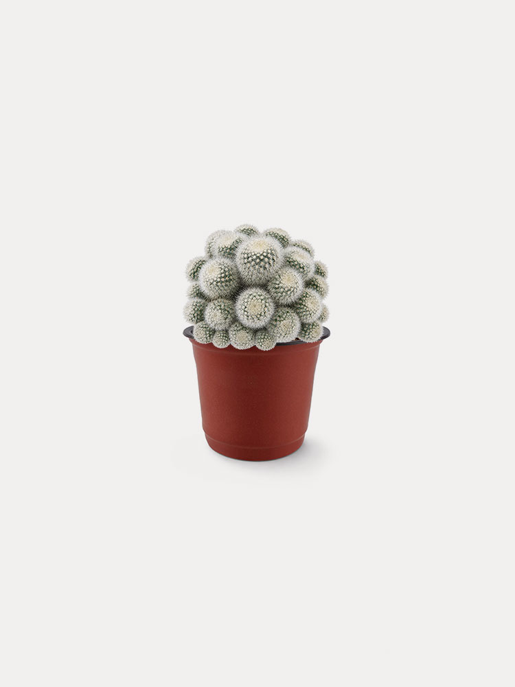 Parodia Scopa (S)