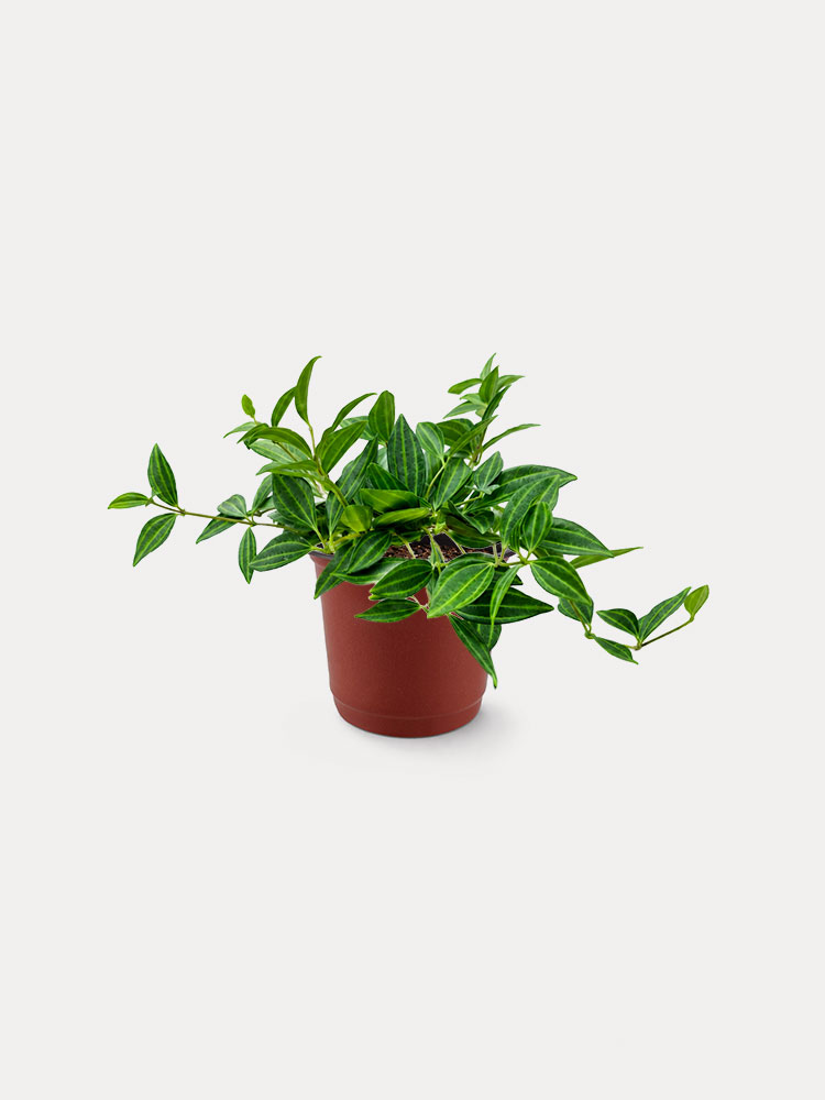 Peperomia Angulata (XS)