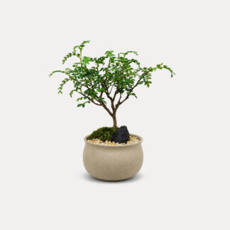 Pistacia Weinmannifolia (S)
