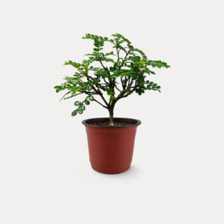 Pistacia Weinmannifolia (XS)