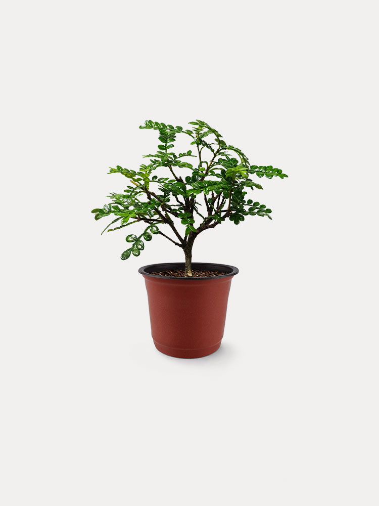 Pistacia Weinmannifolia (XS)