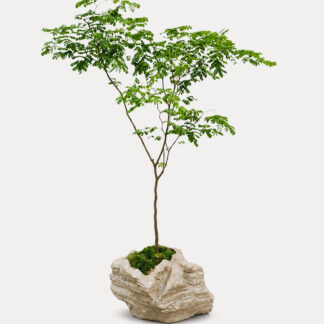 Rain Tree (L)