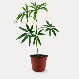 Schefflera (S)