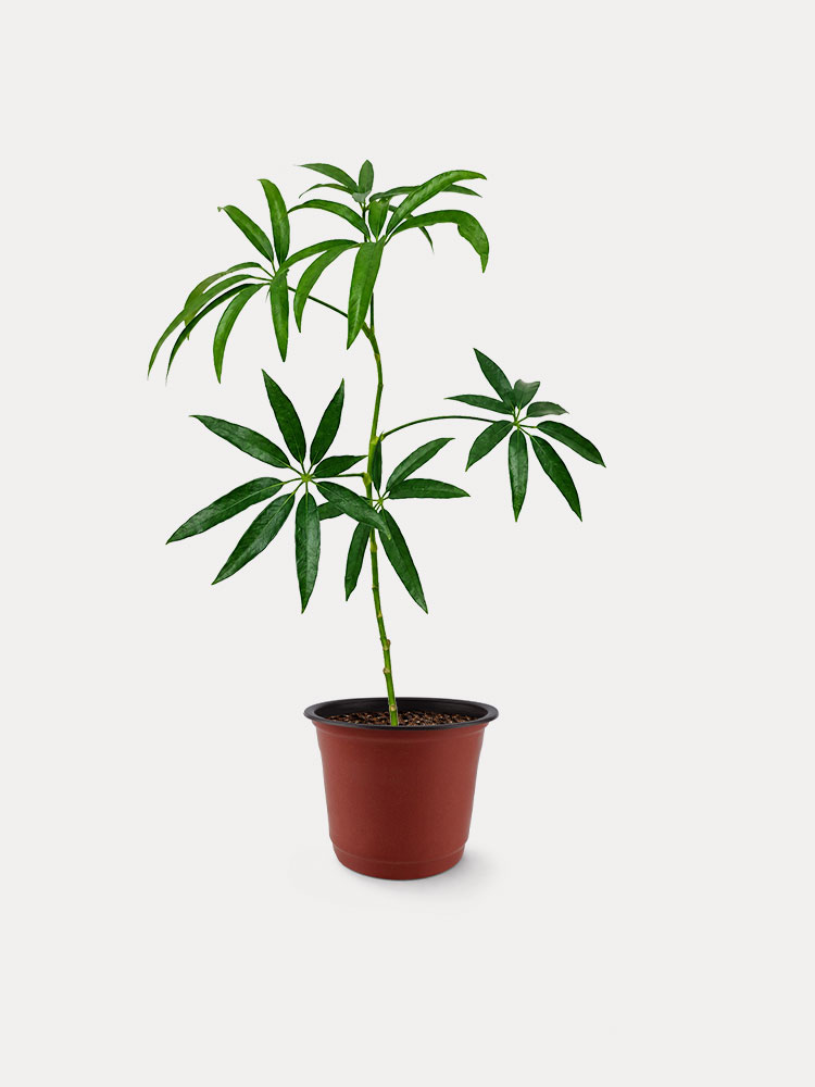 Schefflera (S)