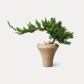 Sleeping Pine (S)
