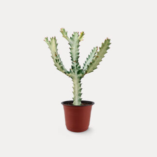 White Ghost Cactus (M)