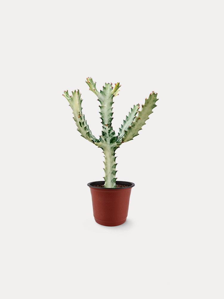 White Ghost Cactus (M)