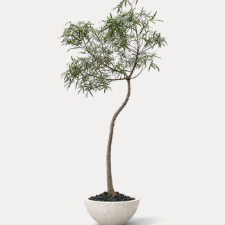 Bottle Tree 2 (XL)