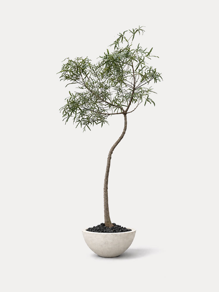 Bottle Tree 2 (XL)