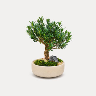 Boxwood Bonsai (S)