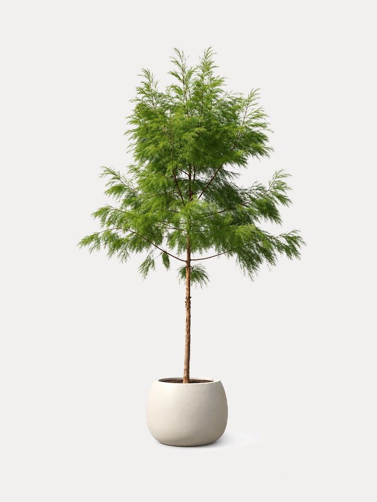 Casuarina (XL)