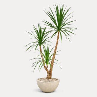 Dracaena Draco (XL)