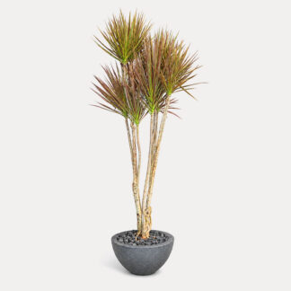Dracaena Marginata (XL)