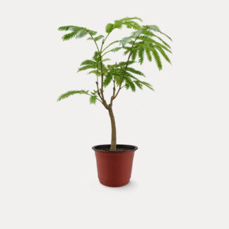 Everfresh, Multi-branched (S) - Nursery Pot