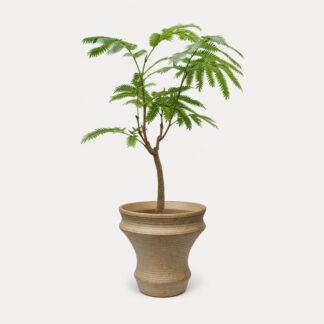 Everfresh, Multi-branched (S) - Taiyou II