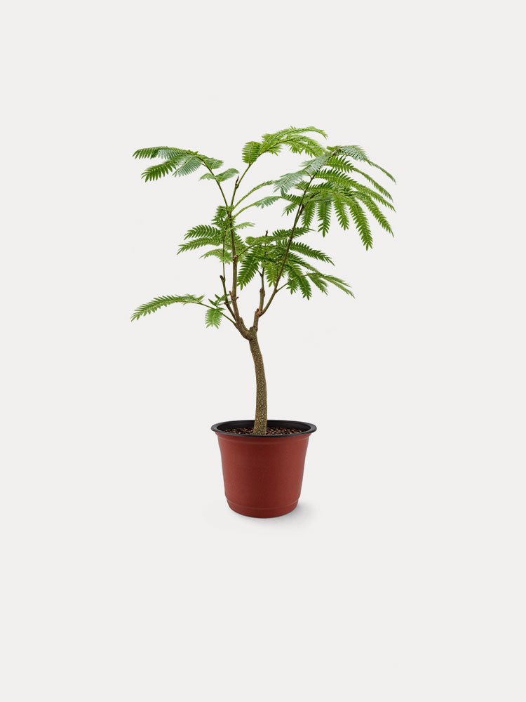 Everfresh, Multi-branched (S)