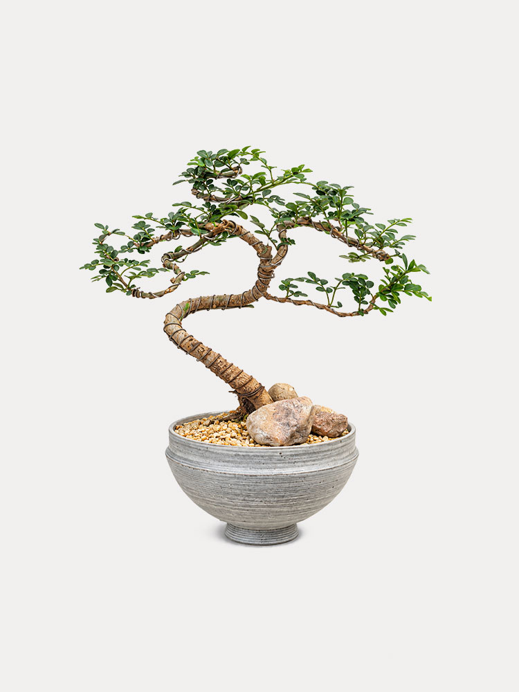 Feroniella Bonsai (XS)