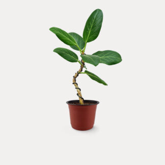 Ficus Audrey, Wired (S) - Nursery Pot, Small