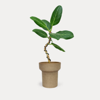 Ficus Audrey, Wired (S) - Kit, Small