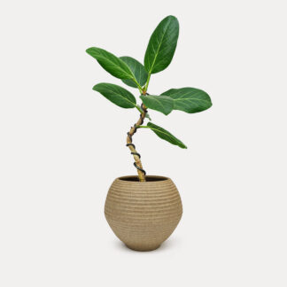 Ficus Audrey, Wired (S) - Koji, Small