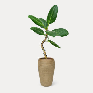 Ficus Audrey, Wired (S) - Maru, Small