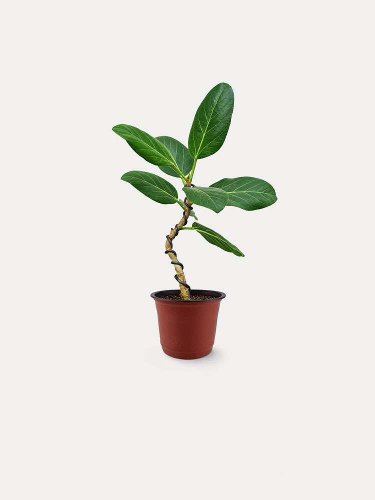 Ficus Audrey, Wired (S)