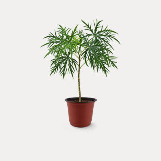 Jatropha Multifida (S) - Nursery Pot, Small