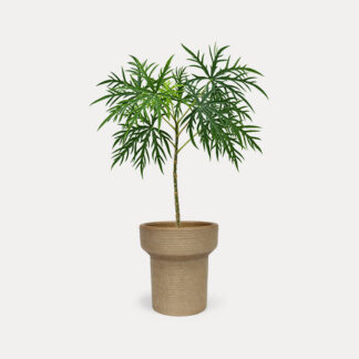 Jatropha Multifida (S) - Kit, Small