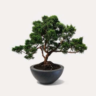 Juniperus Bonsai (L)